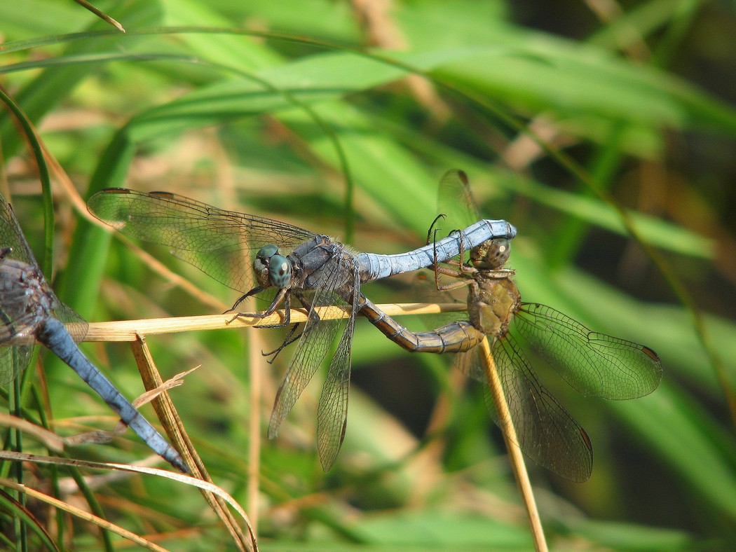 Odonati da identificare nel Parco del Ticino